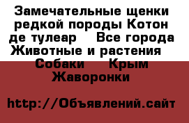 Замечательные щенки редкой породы Котон де тулеар  - Все города Животные и растения » Собаки   . Крым,Жаворонки